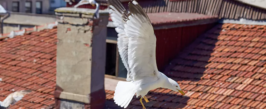 Residential Chimney Animal Removal Solution in Hyattsville, MD